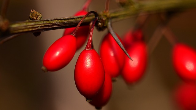 Ripe Berberis vulgaris fruits on the bush