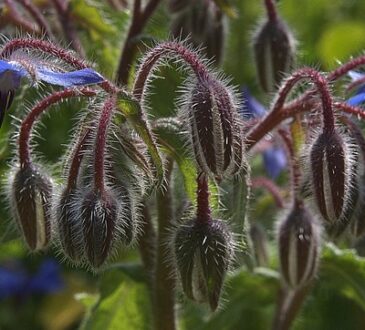 Borago Flower Blossoming in a Vibrant Field
