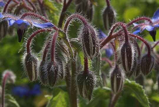 Borago Flower Blossoming in a Vibrant Field