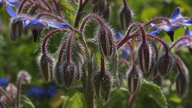 Borago Flower Blossoming in a Vibrant Field