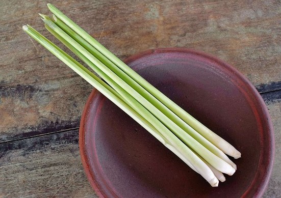 Cymbopogon citratus aromatic leaves