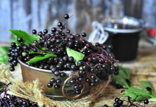 Sambucus nigra, Elderberry, توت البيلسان - الخمان, 黑接骨木果, Holunder, Sauco, Sureau, İğde, Бузина, Σαμπούκος