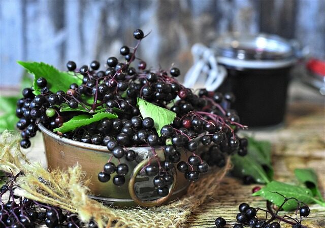 Sambucus nigra, Elderberry, توت البيلسان - الخمان, 黑接骨木果, Holunder, Sauco, Sureau, İğde, Бузина, Σαμπούκος