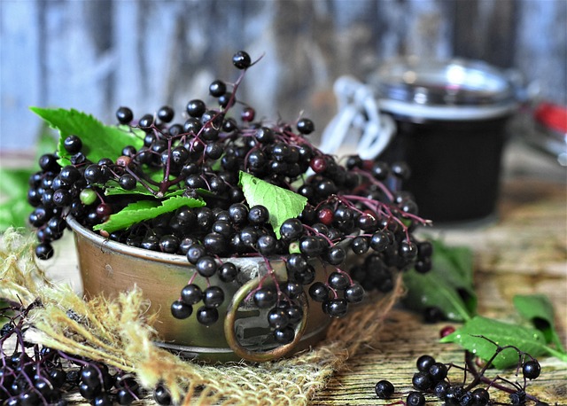 Sambucus nigra, Elderberry, توت البيلسان - الخمان, 黑接骨木果, Holunder, Sauco, Sureau, İğde, Бузина, Σαμπούκος