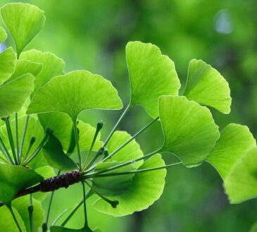 Ginkgo Biloba: Ginkgo, جينكو, Gingko, Γίγκο, Γκίνκγκο, Гинкго, Ginko,
