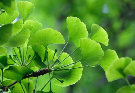 Ginkgo Biloba: Ginkgo, جينكو, Gingko, Γίγκο, Γκίνκγκο, Гинкго, Ginko,