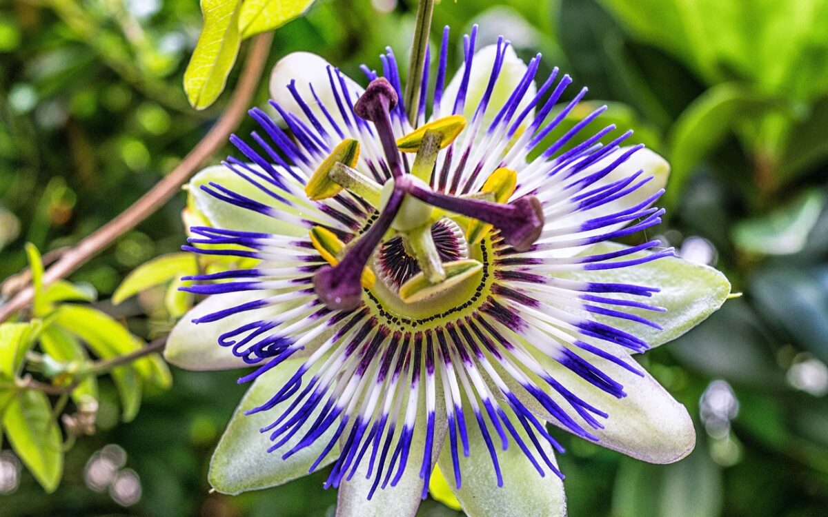 Intricate tendrils embrace, as vibrant hues of passion weave through the intricate passiflora flower.