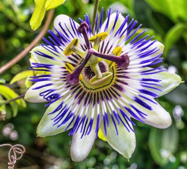 Intricate tendrils embrace, as vibrant hues of passion weave through the intricate passiflora flower.
