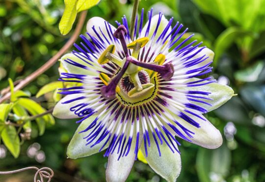Intricate tendrils embrace, as vibrant hues of passion weave through the intricate passiflora flower.