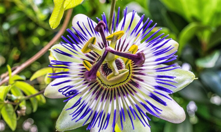 Intricate tendrils embrace, as vibrant hues of passion weave through the intricate passiflora flower.