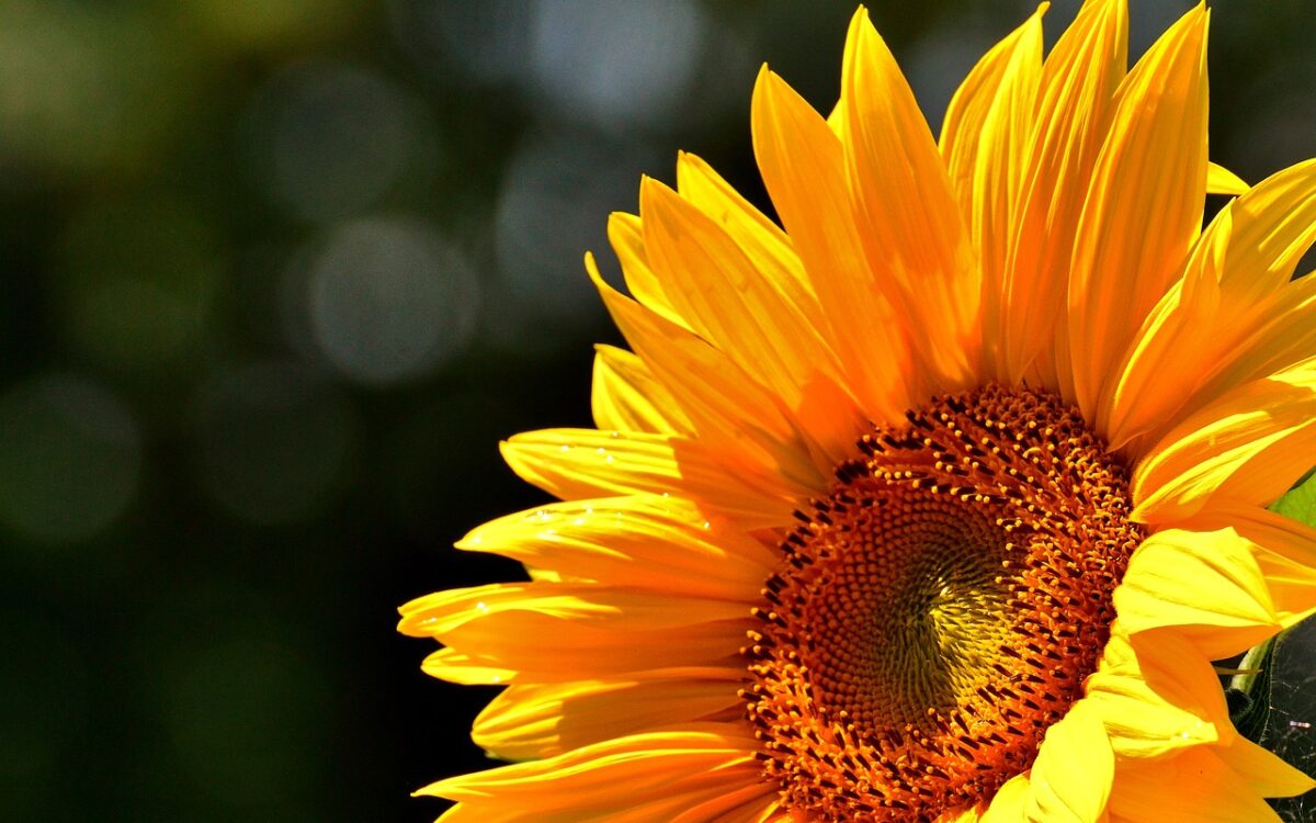 Sunflower: yellow petals, brown center, blue sky background. Rich in vitamin E