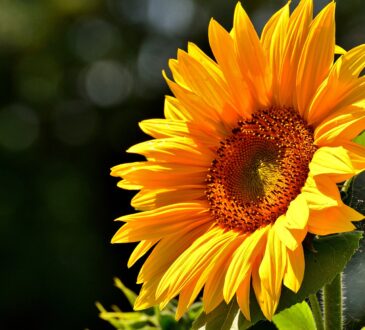 Sunflower: yellow petals, brown center, blue sky background. Rich in vitamin E