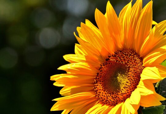 Sunflower: yellow petals, brown center, blue sky background. Rich in vitamin E