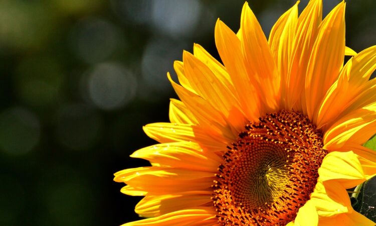 Sunflower: yellow petals, brown center, blue sky background. Rich in vitamin E