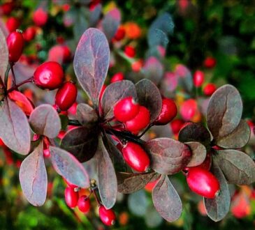 Barberry tree with ripe red fruits.