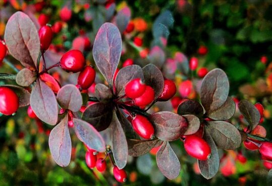 Barberry tree with ripe red fruits.