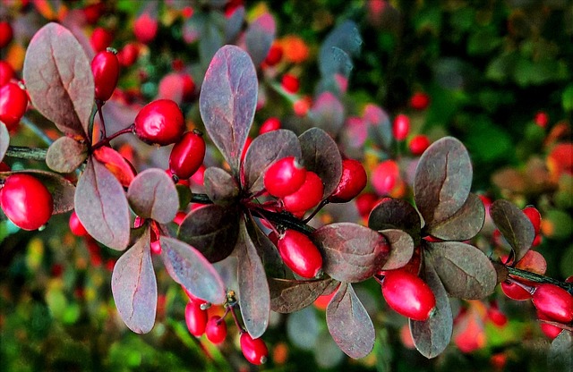 Barberry tree with ripe red fruits.