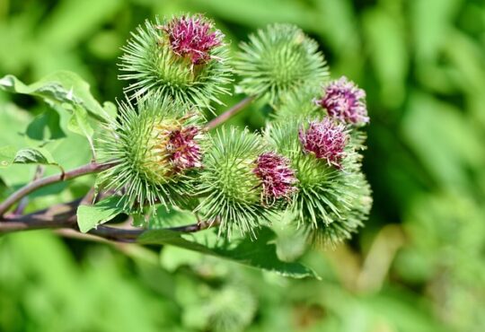 Burdock, اللصـيـقـة - أرقطيون, 牛蒡, Bardane, Große Klette, Grote klit, Storborre, Лопух (Lopukh), Κολλιτσίδα (Kollitsída), Dulavratotu, Bardana.