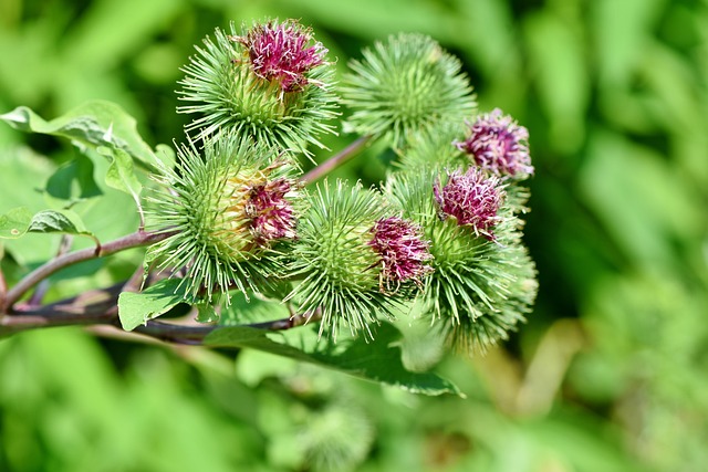 Burdock, اللصـيـقـة - أرقطيون, 牛蒡, Bardane, Große Klette, Grote klit, Storborre, Лопух (Lopukh), Κολλιτσίδα (Kollitsída), Dulavratotu, Bardana.