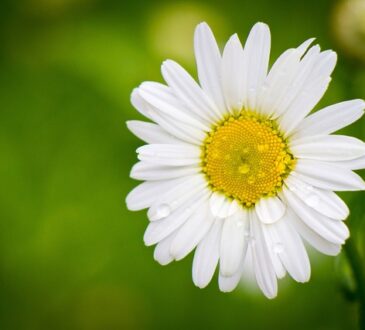 chamomile flower