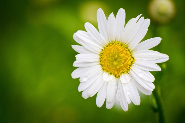 chamomile flower