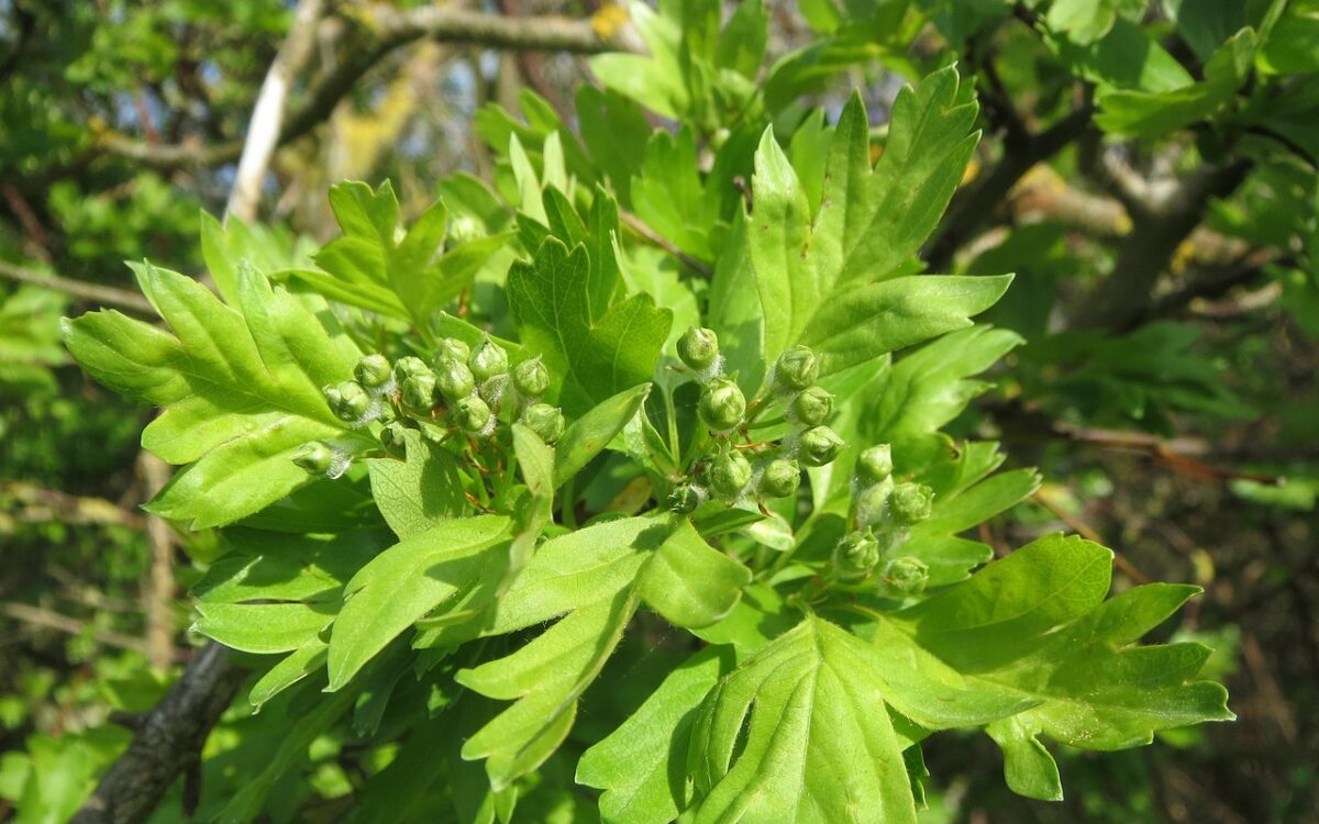 Hawthorn tree with lush green leaves."