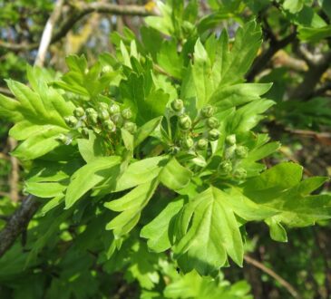 Hawthorn tree with lush green leaves."