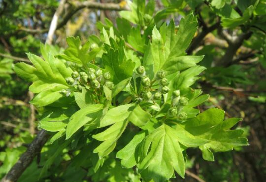 Hawthorn tree with lush green leaves."