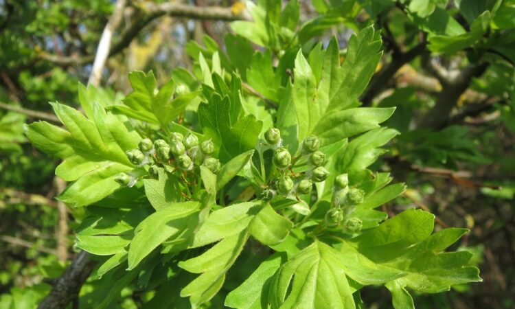 Hawthorn tree with lush green leaves."