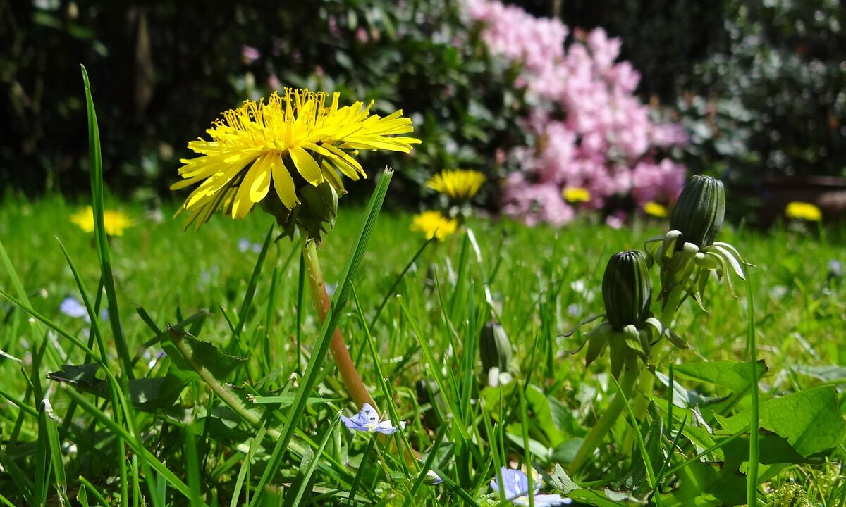 Dandelion flower in a sunny field.