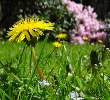 Dandelion flower in a sunny field.