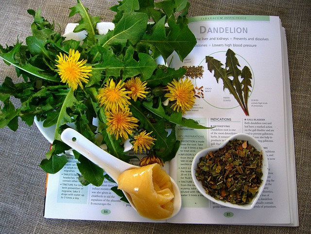 dandelion leaves and flowers used in culinary recipes