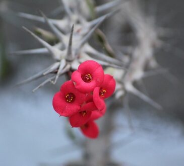 euphorbia milii: stuning red flowers of