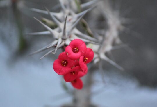 euphorbia milii: stuning red flowers of