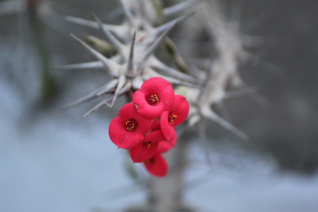euphorbia milii: stuning red flowers of