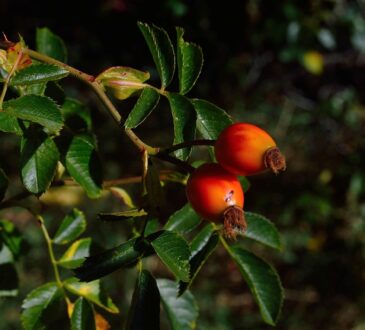 Goji berries in their natural state are small, red-orange berries that grow on the deciduous shrub Lycium barbarum