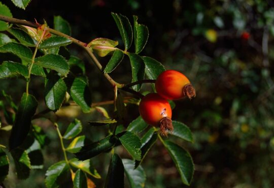 Goji berries in their natural state are small, red-orange berries that grow on the deciduous shrub Lycium barbarum