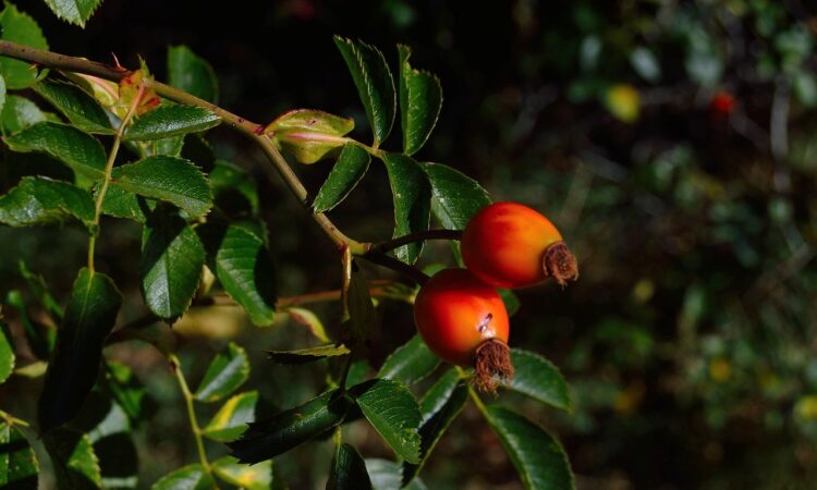 Goji berries in their natural state are small, red-orange berries that grow on the deciduous shrub Lycium barbarum
