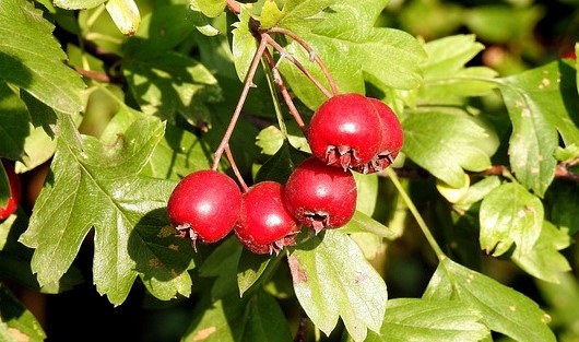Crataegus monogyna, BERRIES AND LEAVES