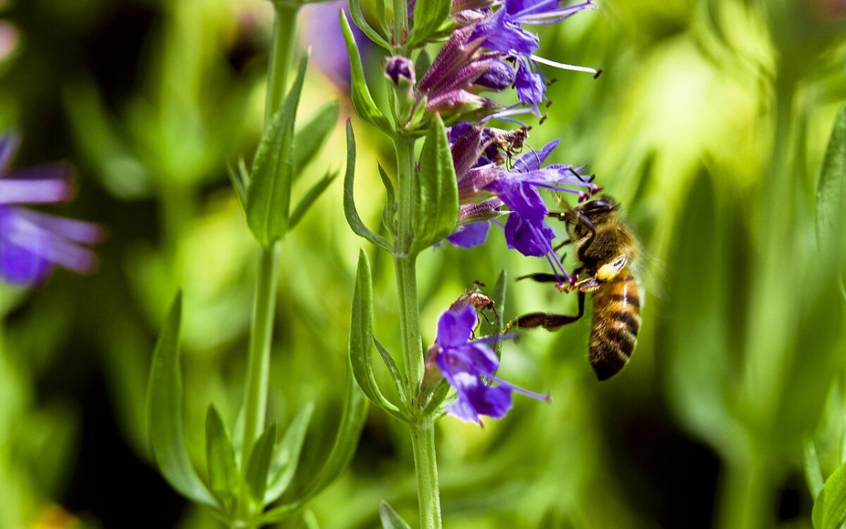 Hyssop flower in a field