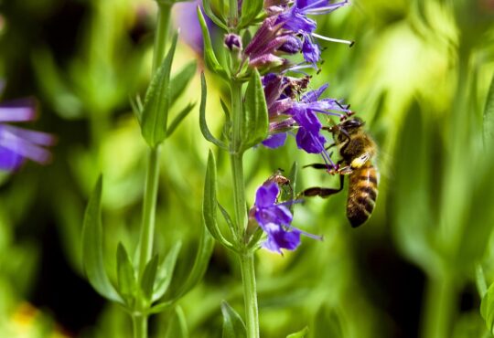 Hyssop flower in a field