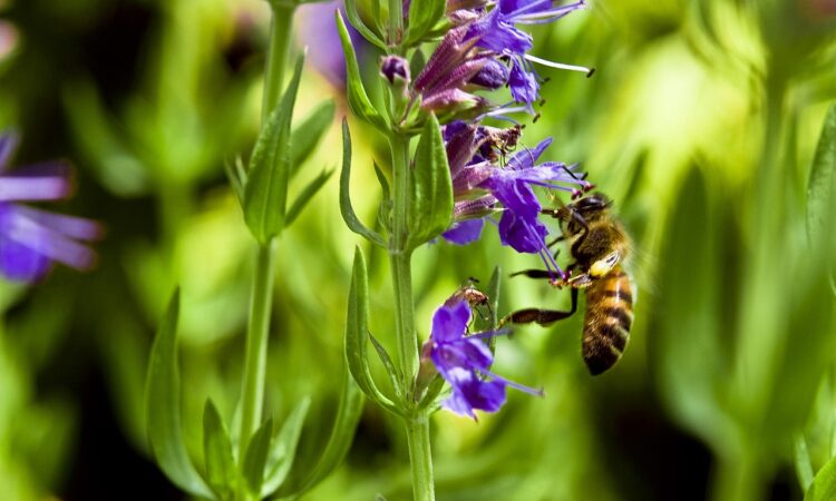 Hyssop flower in a field