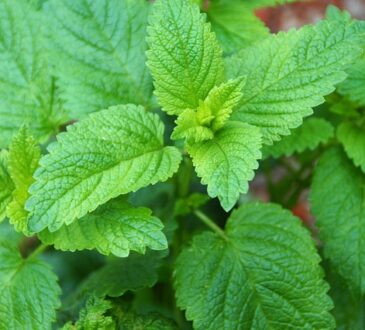 Melissa officinalis, Lemon balm, 蜜蜂花, Мелисса лекарственная, Mélisse officinale, Μελισσόχορτο, Echte Melisse, Citronmeliss, Melissa, Melisa, Sitronmelisse, melis otu, ترنجان, يلسم الليمون