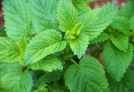 Melissa officinalis, Lemon balm, 蜜蜂花, Мелисса лекарственная, Mélisse officinale, Μελισσόχορτο, Echte Melisse, Citronmeliss, Melissa, Melisa, Sitronmelisse, melis otu, ترنجان, يلسم الليمون