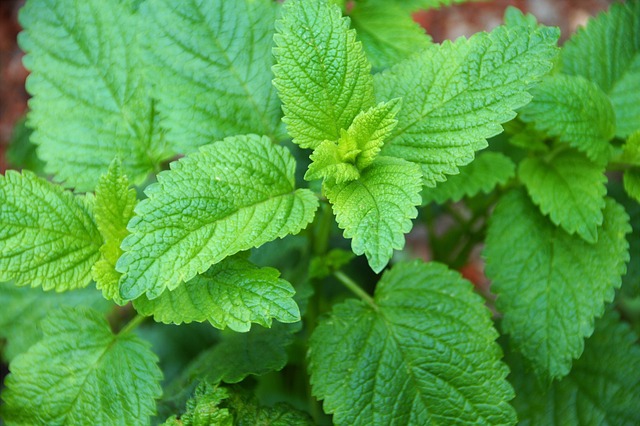 Melissa officinalis, Lemon balm, 蜜蜂花, Мелисса лекарственная, Mélisse officinale, Μελισσόχορτο, Echte Melisse, Citronmeliss, Melissa, Melisa, Sitronmelisse, melis otu, ترنجان, يلسم الليمون
