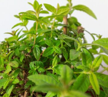 LEMON VERBENA GREEN LEAVES
