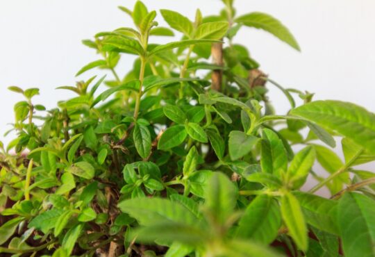 LEMON VERBENA GREEN LEAVES