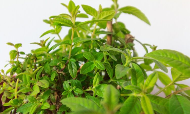 LEMON VERBENA GREEN LEAVES