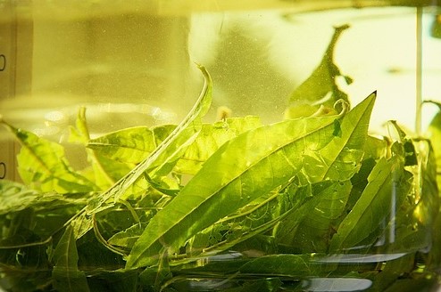 lemon verbna leaves infused for tea
