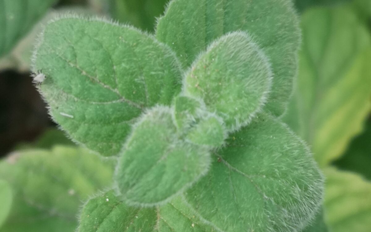 Clinopodium nepeta (synonym: Calamintha nepeta), Lesser calamint, فوتنج - مانتا (Fottinj - Manta- Nabta), 薄荷荆芥 , Calament ,Calaminta, Kleinblütige Bergminze, nébeda, Дивљи босиљак.